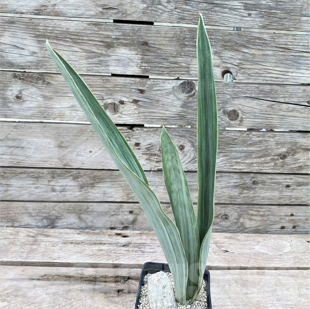 SHPR29062 Sansevieria 'Metallica Silver’