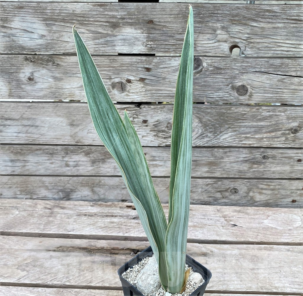 SHPR29062 Sansevieria 'Metallica Silver’ - Image 3