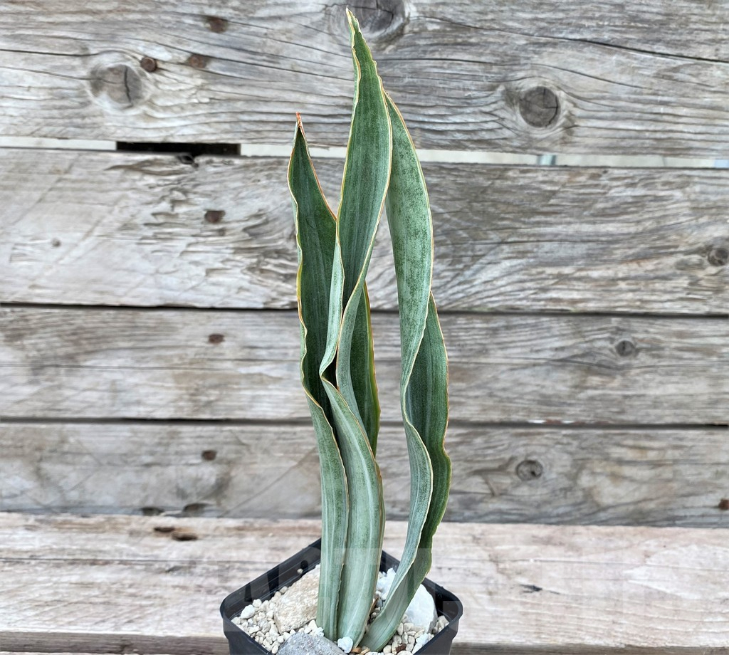 SHPR29063 Sansevieria 'Metallica Silver’ - Зображення 2