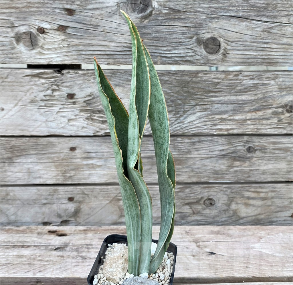 SHPR29063 Sansevieria 'Metallica Silver’ - Зображення 3