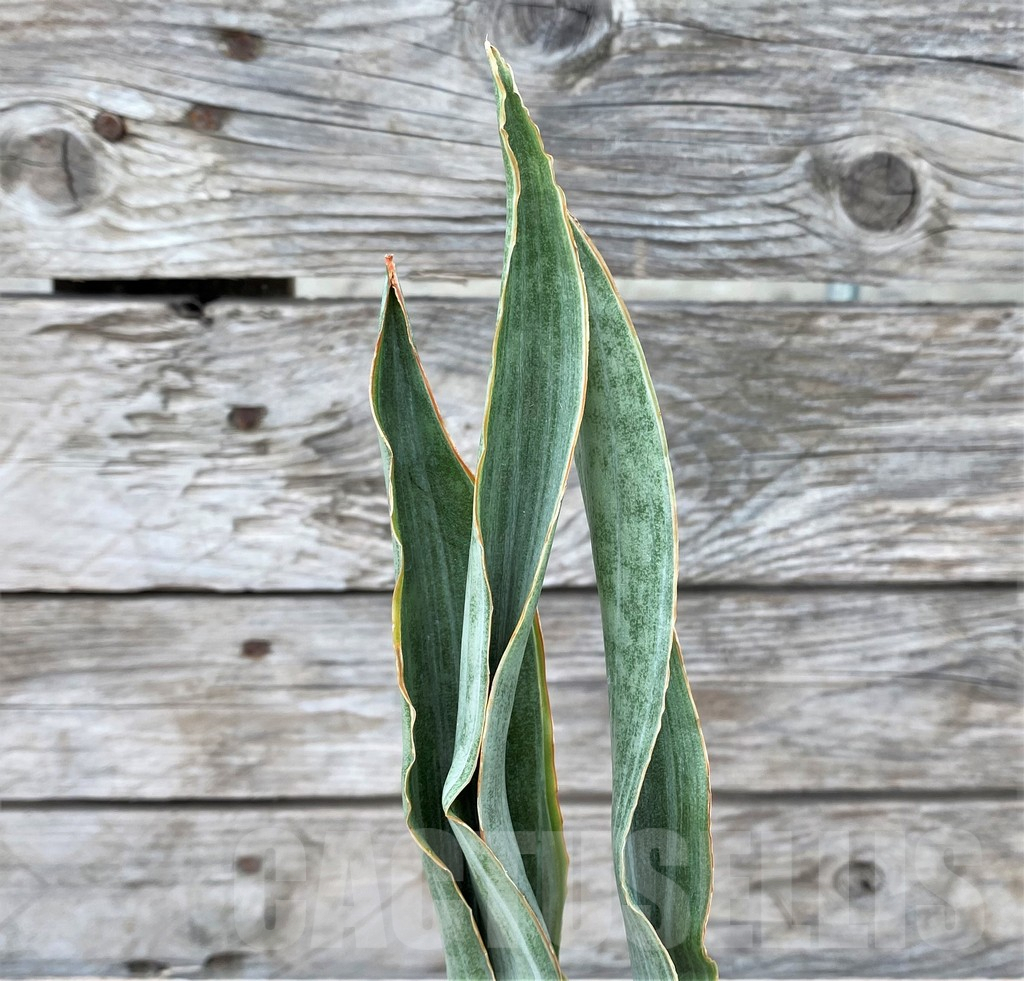SHPR29063 Sansevieria 'Metallica Silver’