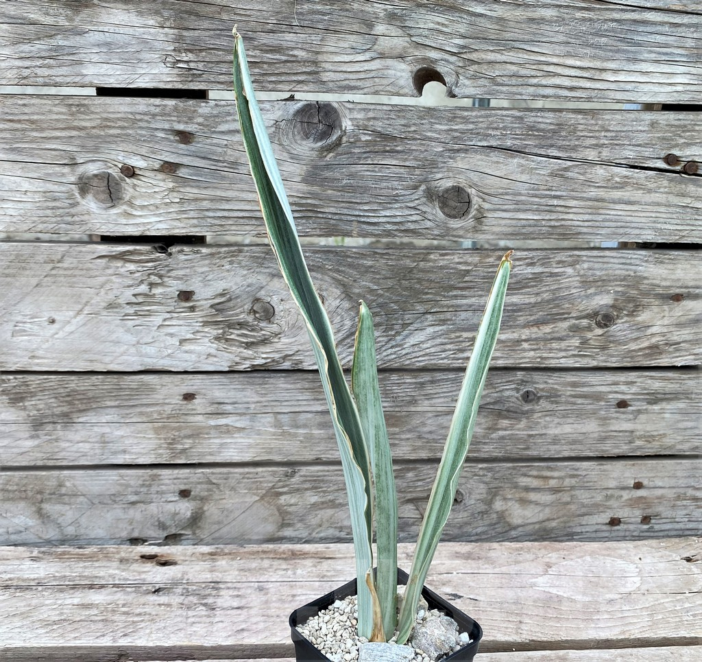 SHPR29064 Sansevieria 'Metallica Silver’ – Bild 2
