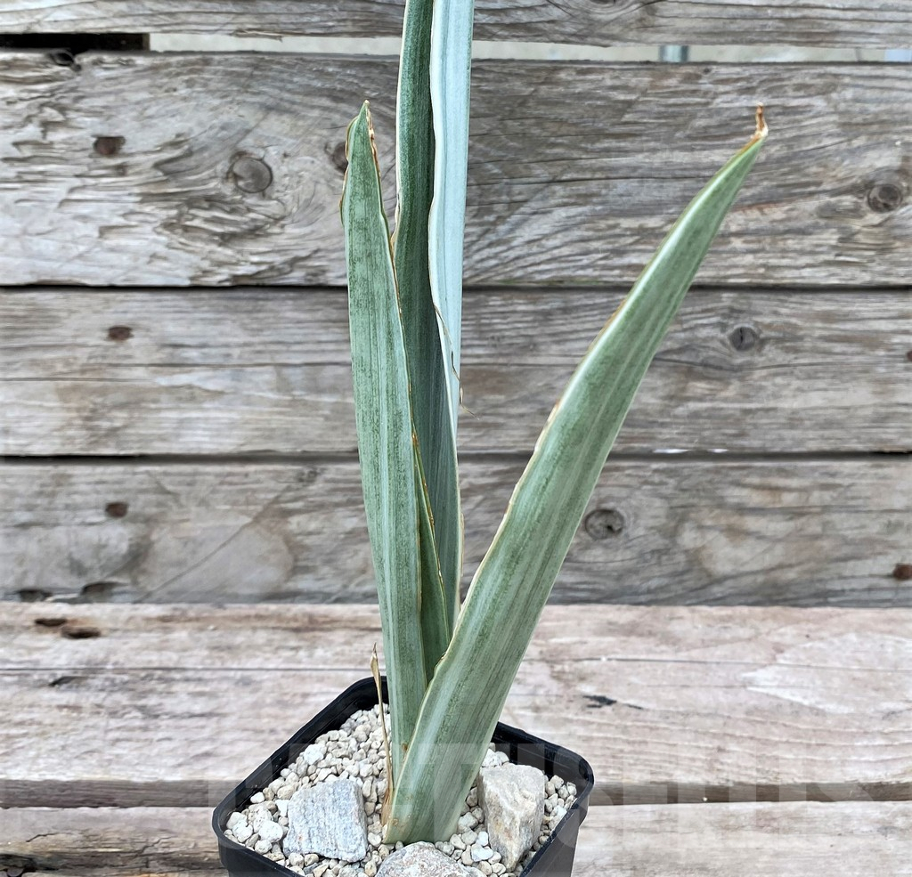 SHPR29064 Sansevieria 'Metallica Silver’