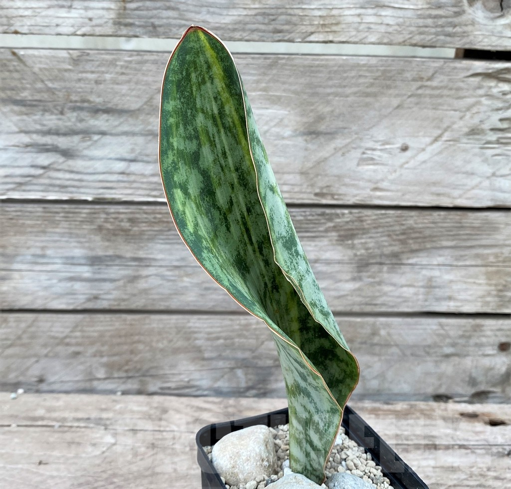 SHPR29065 Sansevieria Masoniana Yellow - immagine 2