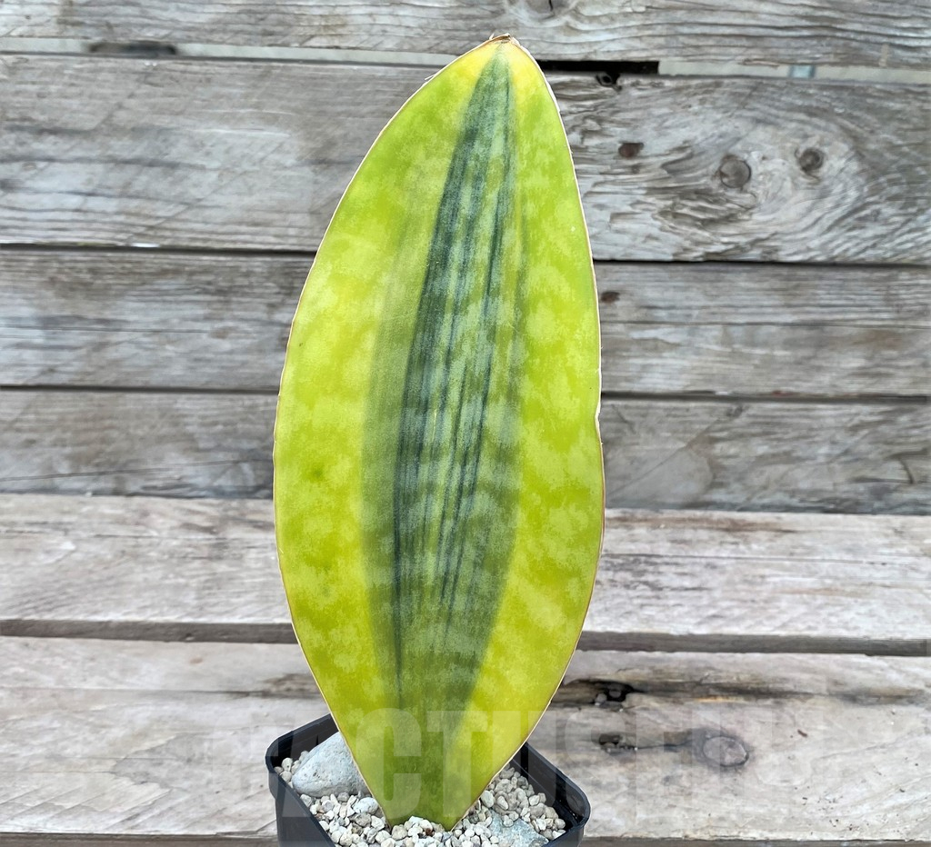 SHPR29066 Sansevieria Masoniana Yellow