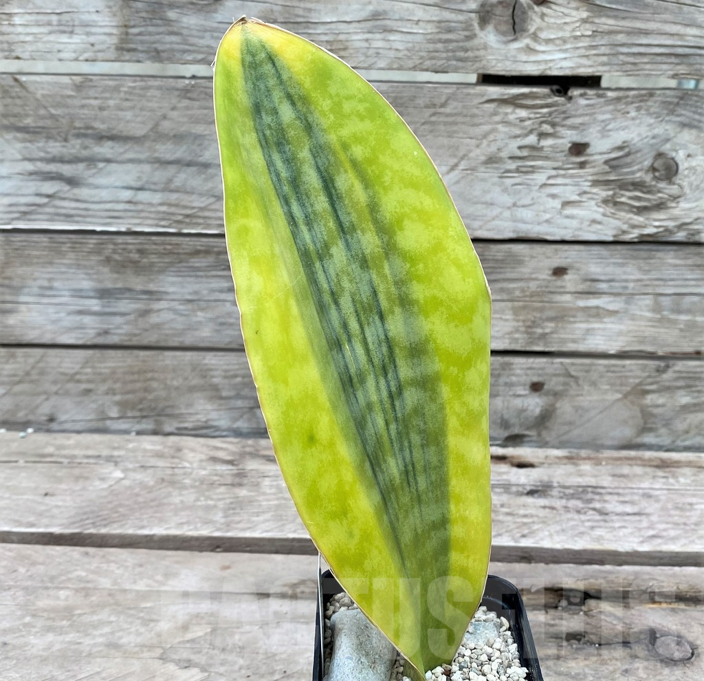 SHPR29066 Sansevieria Masoniana Yellow - immagine 2