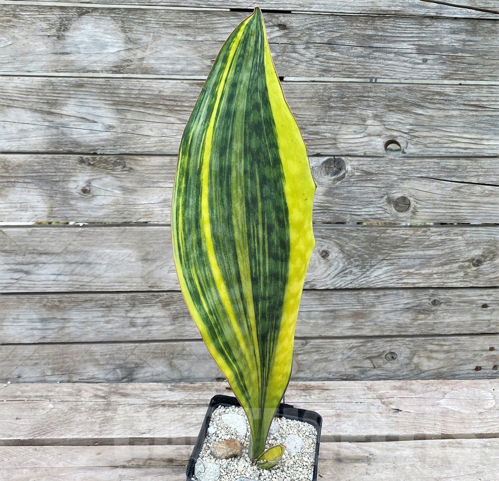 SHPR29067 Sansevieria Masoniana Yellow - Image 2