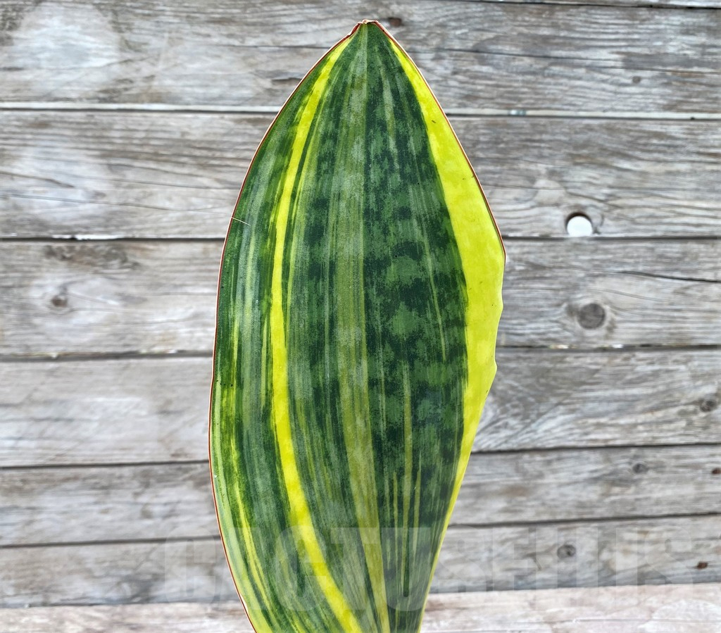 SHPR29067 Sansevieria Masoniana Yellow