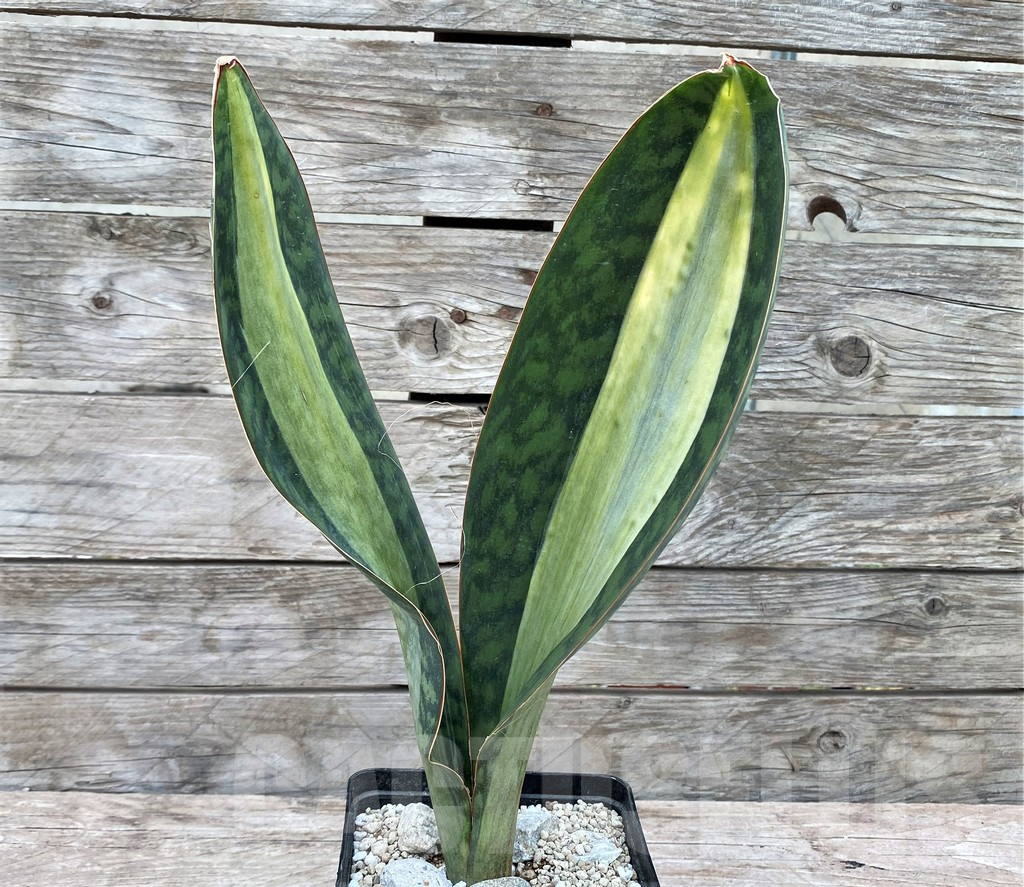 SHPR29068 Sansevieria Masoniana