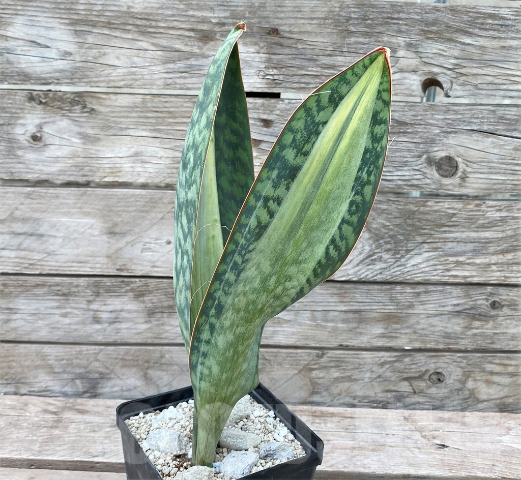 SHPR29068 Sansevieria Masoniana - Image 2