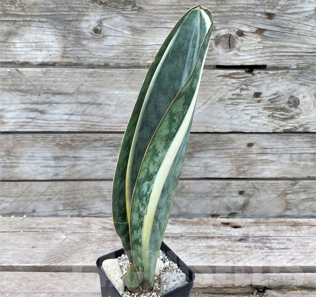 SHPR29069 Sansevieria ‘Masoniana’ white