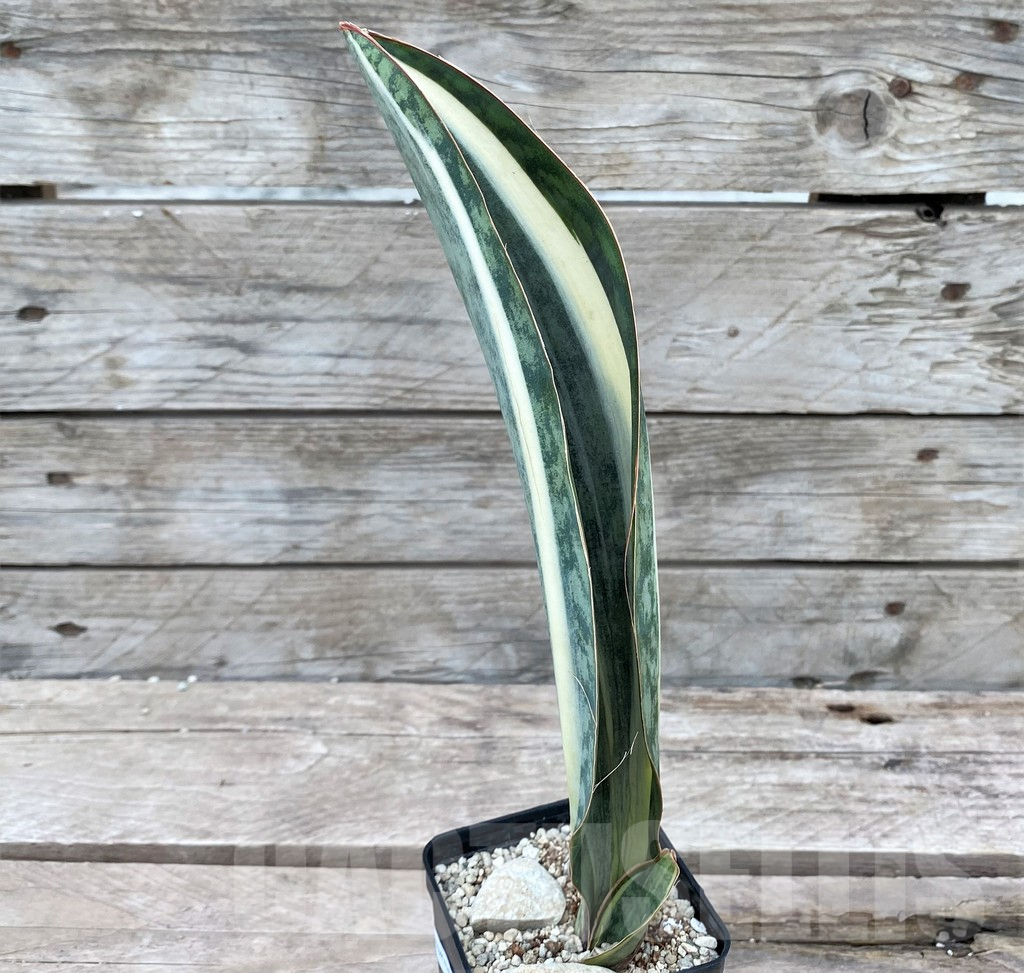 SHPR29069 Sansevieria ‘Masoniana’ white - Image 2