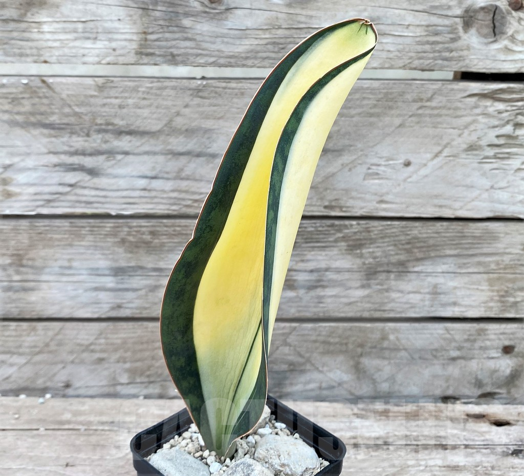 SHPR29075 Sansevieria ‘Masoniana’ mediopicta