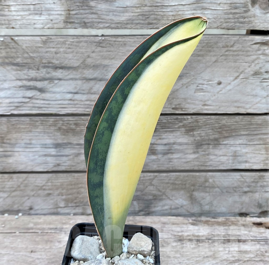 SHPR29075 Sansevieria ‘Masoniana’ mediopicta - Image 2