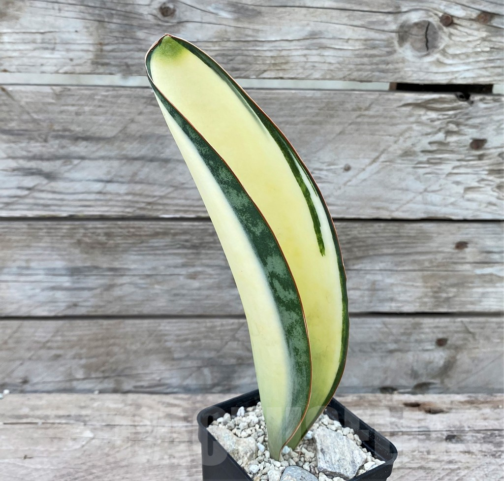 SHPR29076 Sansevieria ‘Masoniana’ mediopicta