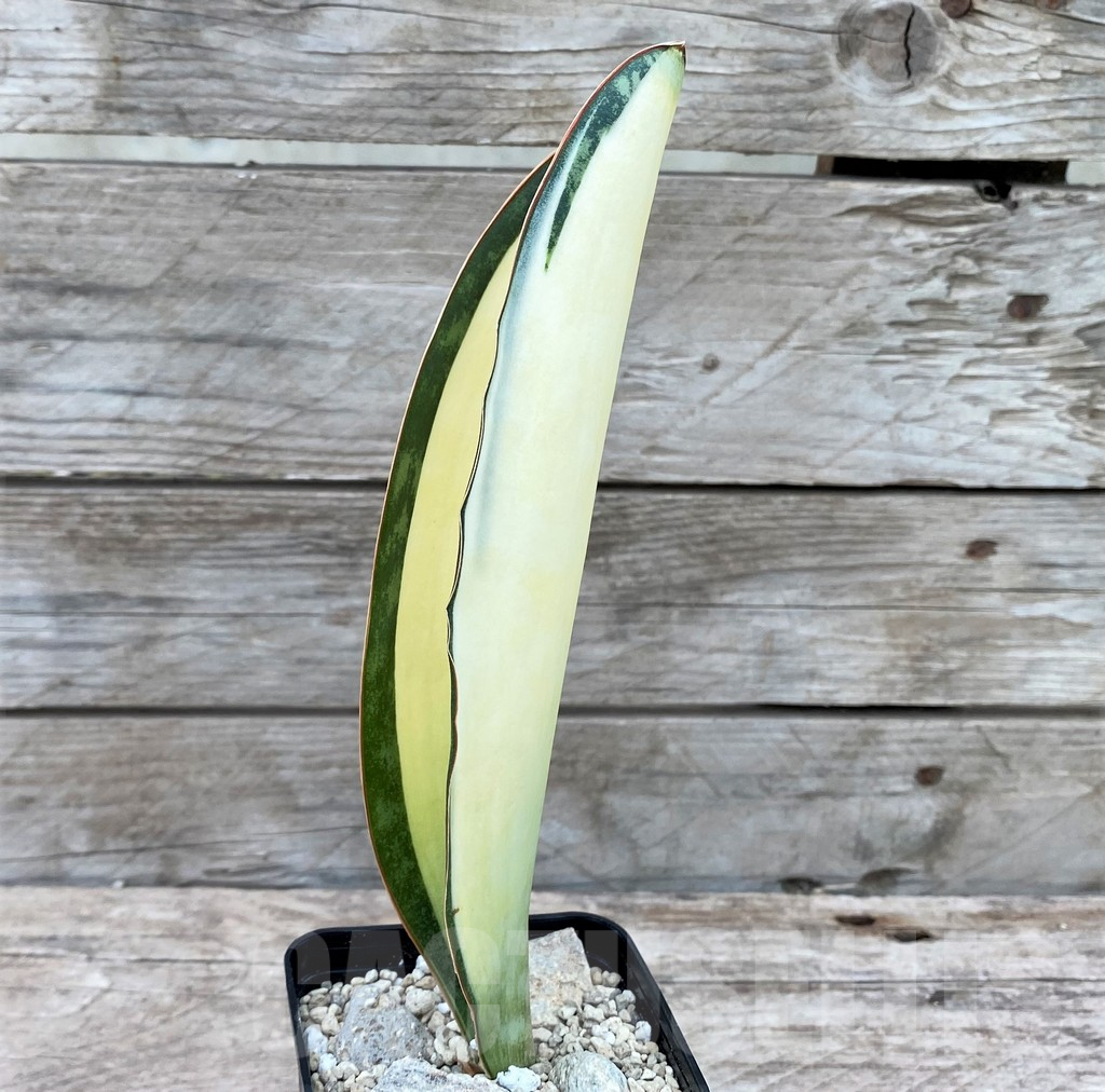 SHPR29076 Sansevieria ‘Masoniana’ mediopicta - Image 2