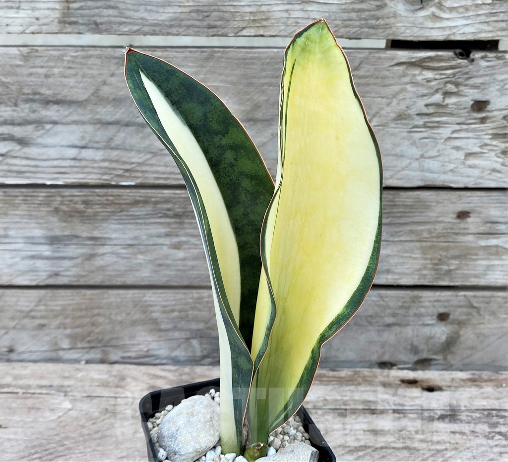 SHPR29077 Sansevieria ‘Masoniana’ mediopicta - Image 2