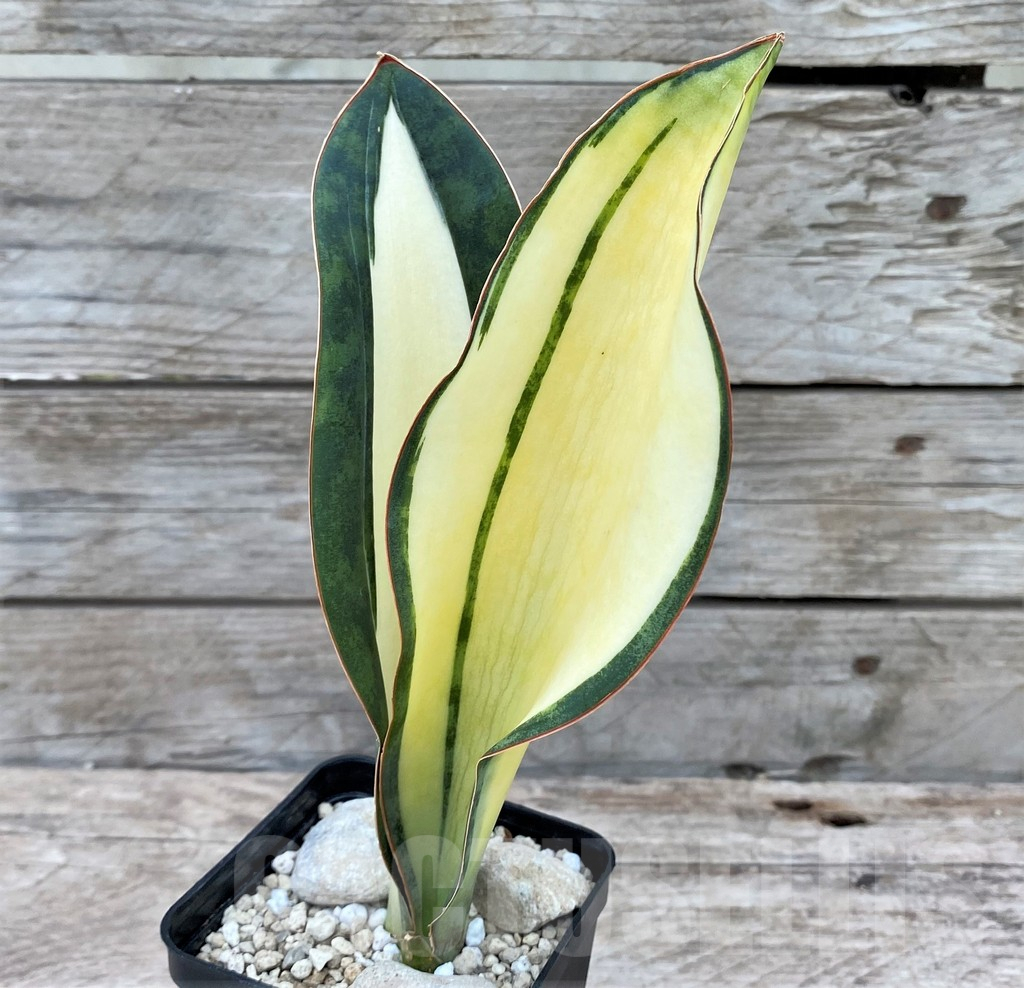 SHPR29077 Sansevieria ‘Masoniana’ mediopicta