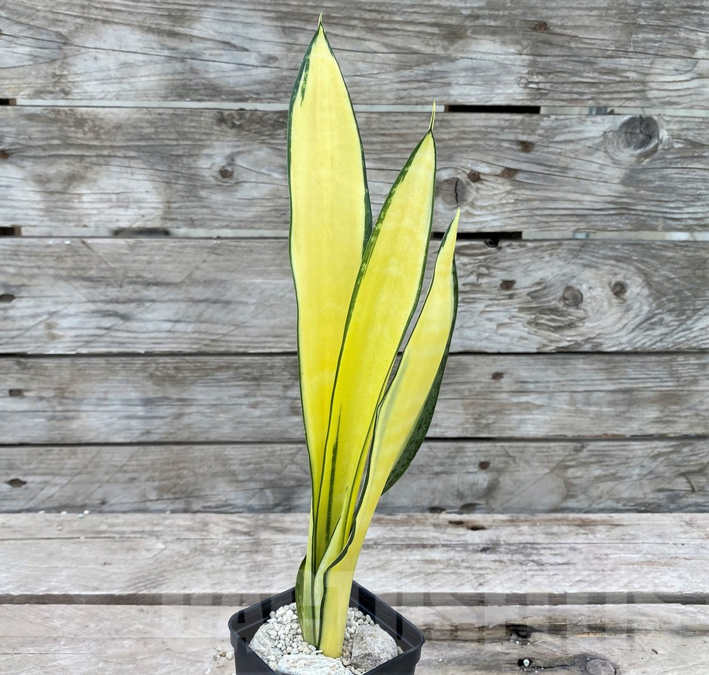 SHPR29078 Sansevieria 'Golden Banner' mutation - Image 2