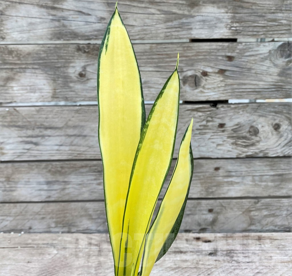 SHPR29078 Sansevieria 'Golden Banner' mutation