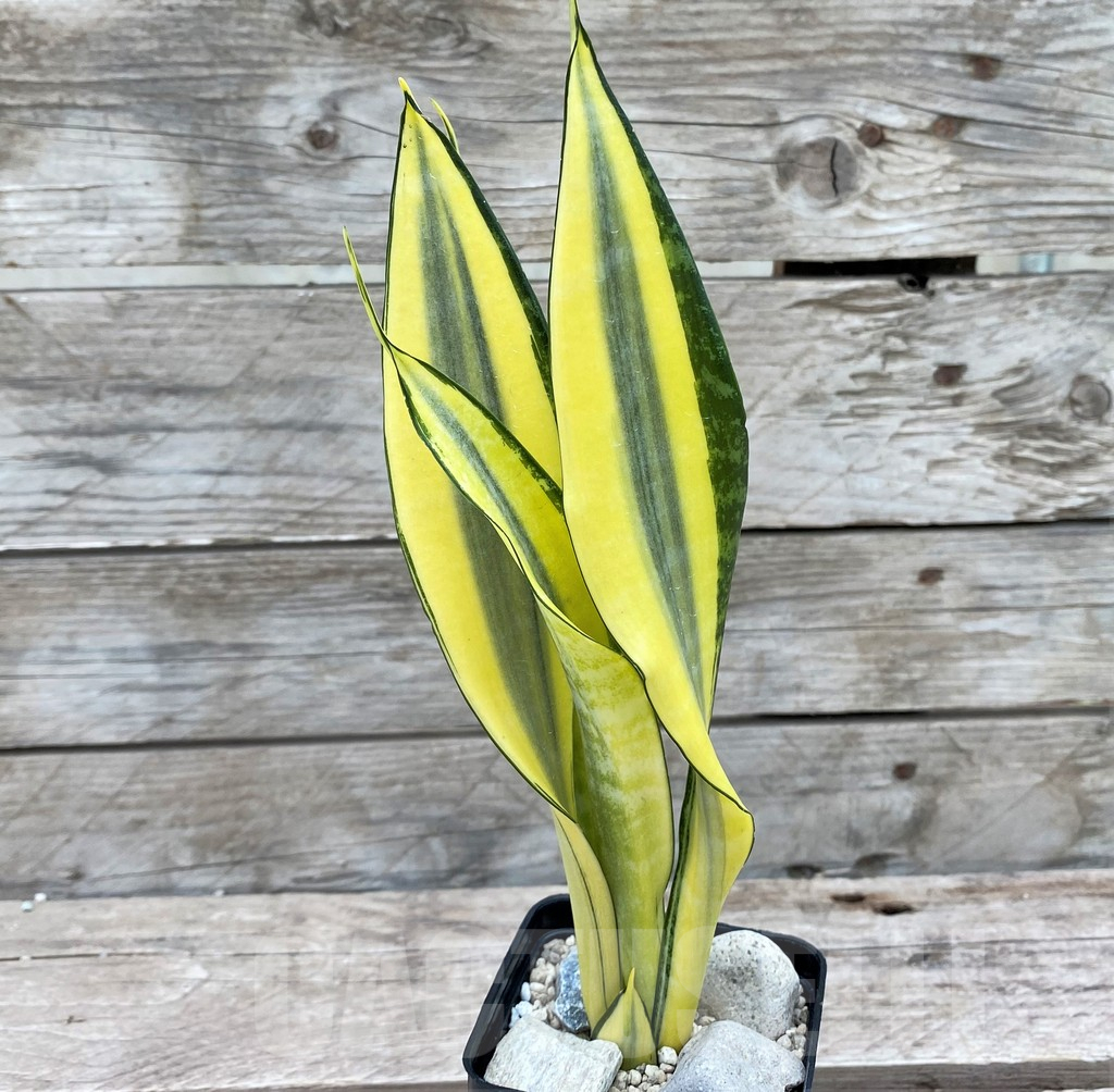SHPR29079 Sansevieria 'Golden Banner' mutation