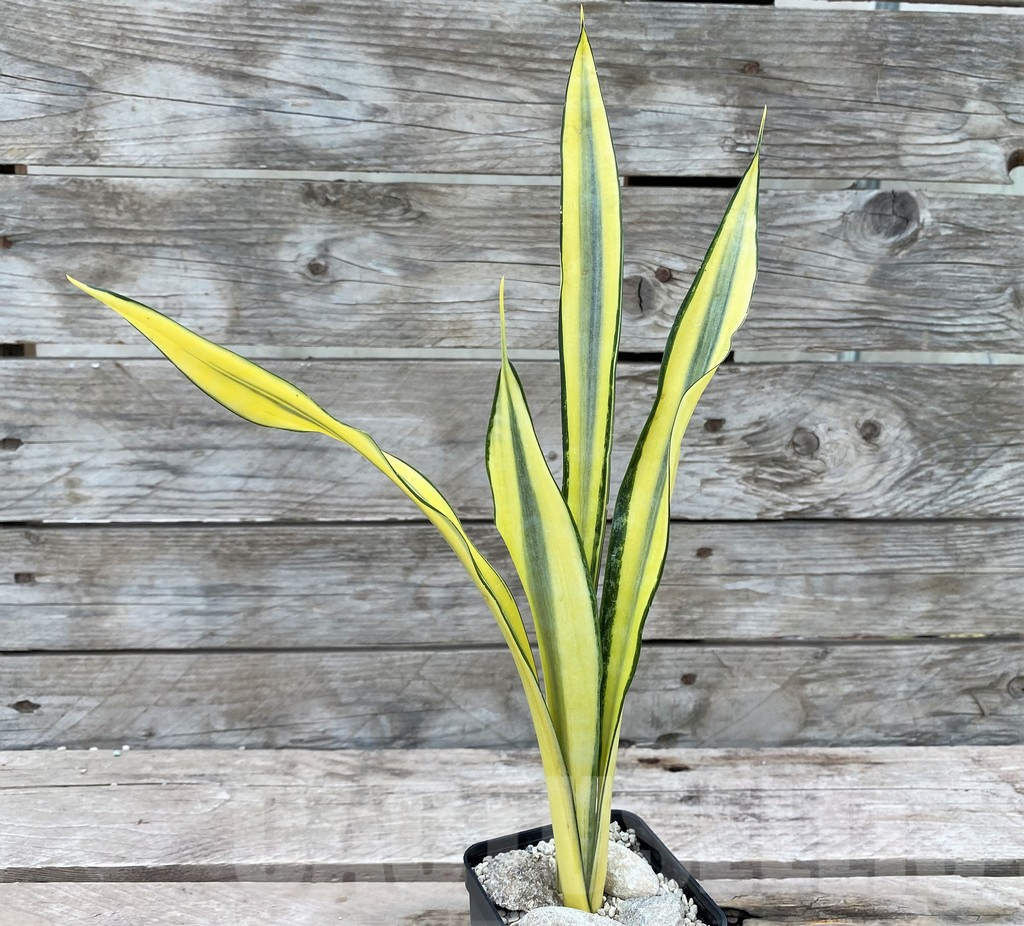SHPR29080 Sansevieria 'Golden Banner' mutation - Image 2
