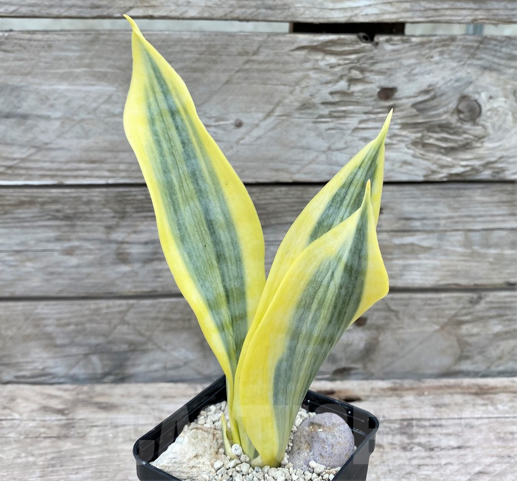 SHPR29082 Sansevieria 'Yellow Trip'