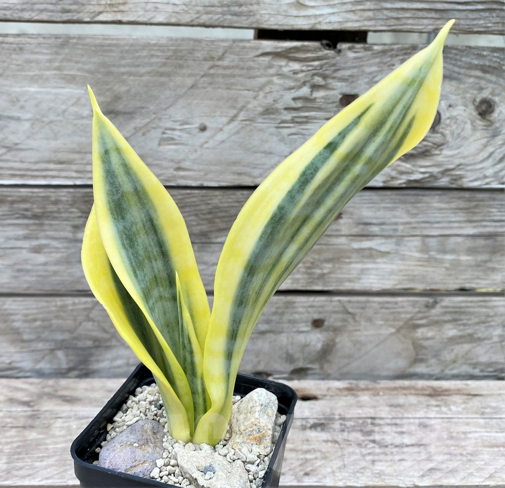 SHPR29082 Sansevieria 'Yellow Trip' - immagine 2