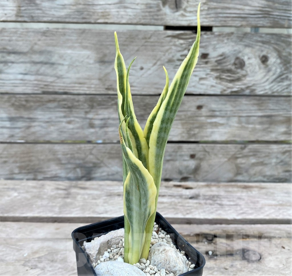 SHPR29083 Sansevieria 'Yellow Trip' - immagine 2