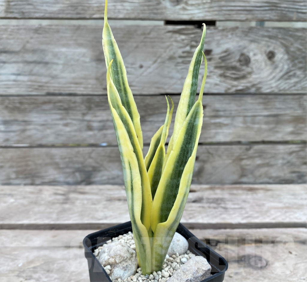 SHPR29083 Sansevieria 'Yellow Trip'
