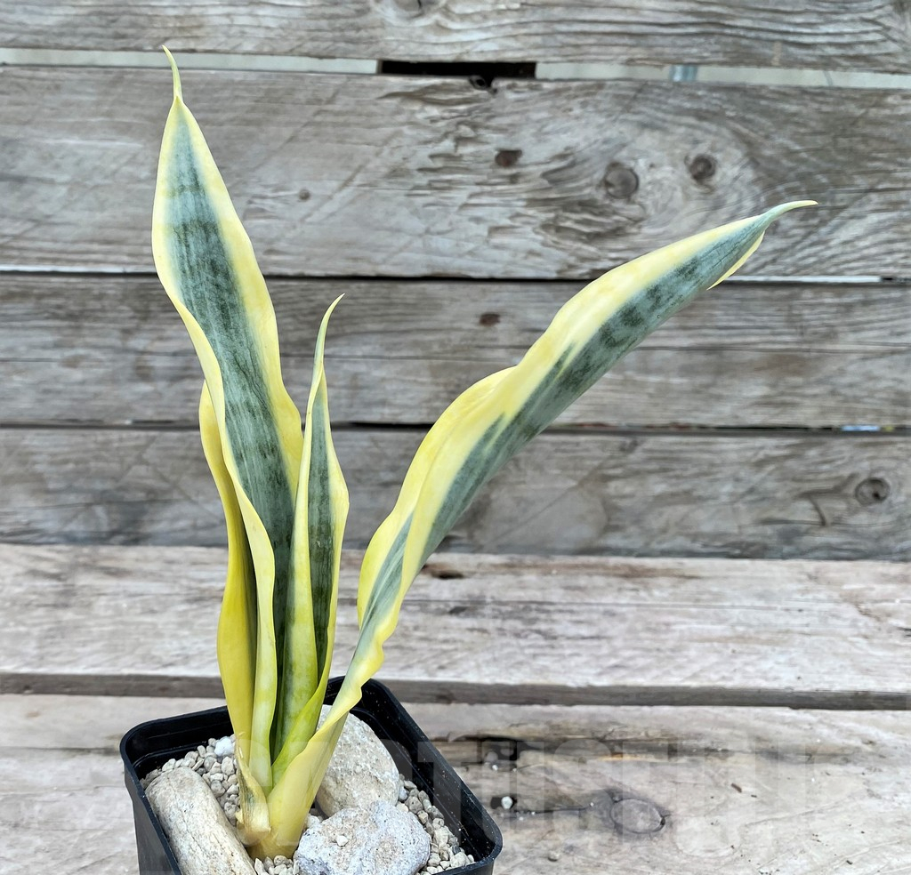 SHPR29084 Sansevieria 'Yellow Trip' - Image 2