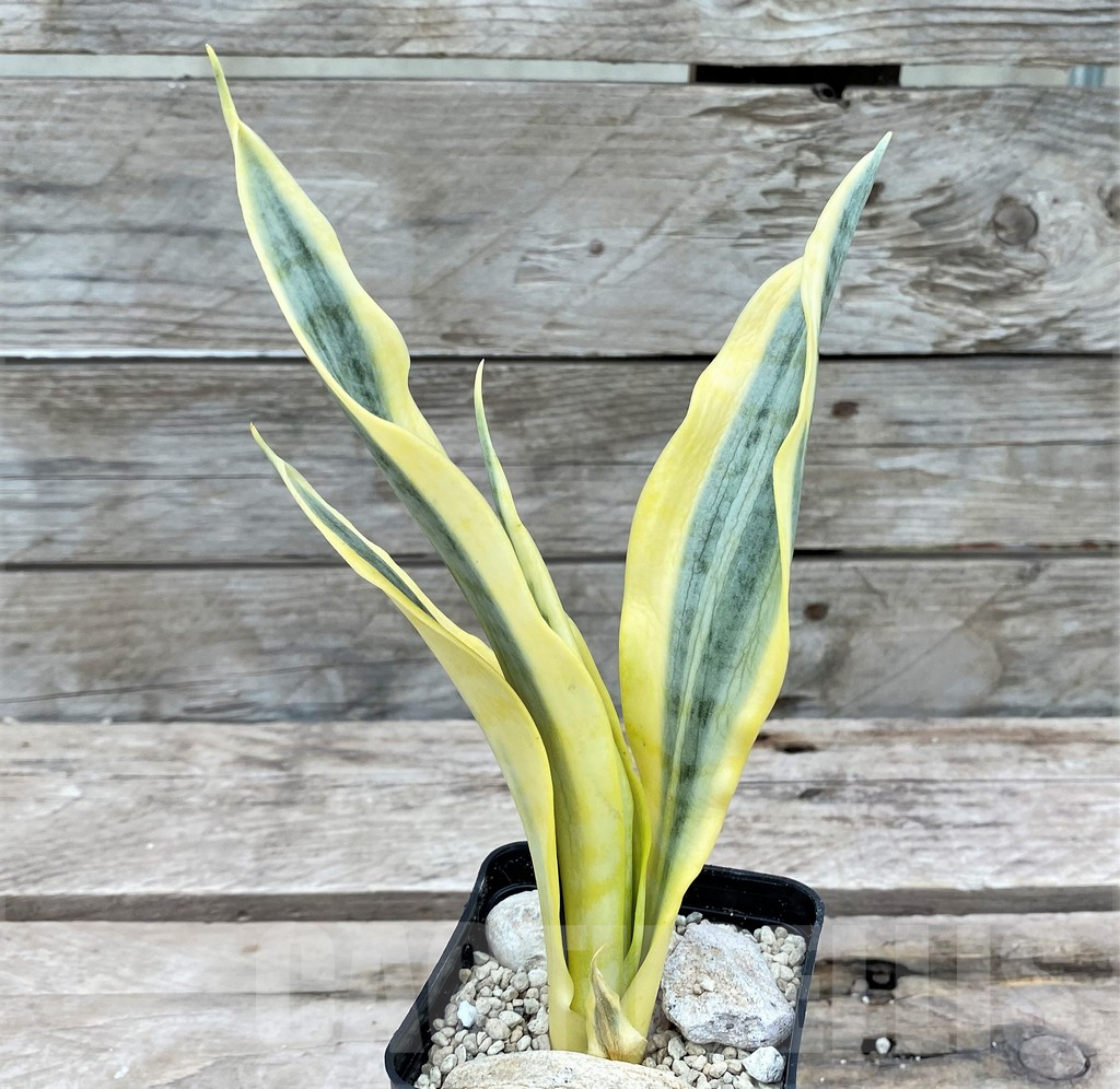 SHPR29084 Sansevieria 'Yellow Trip'