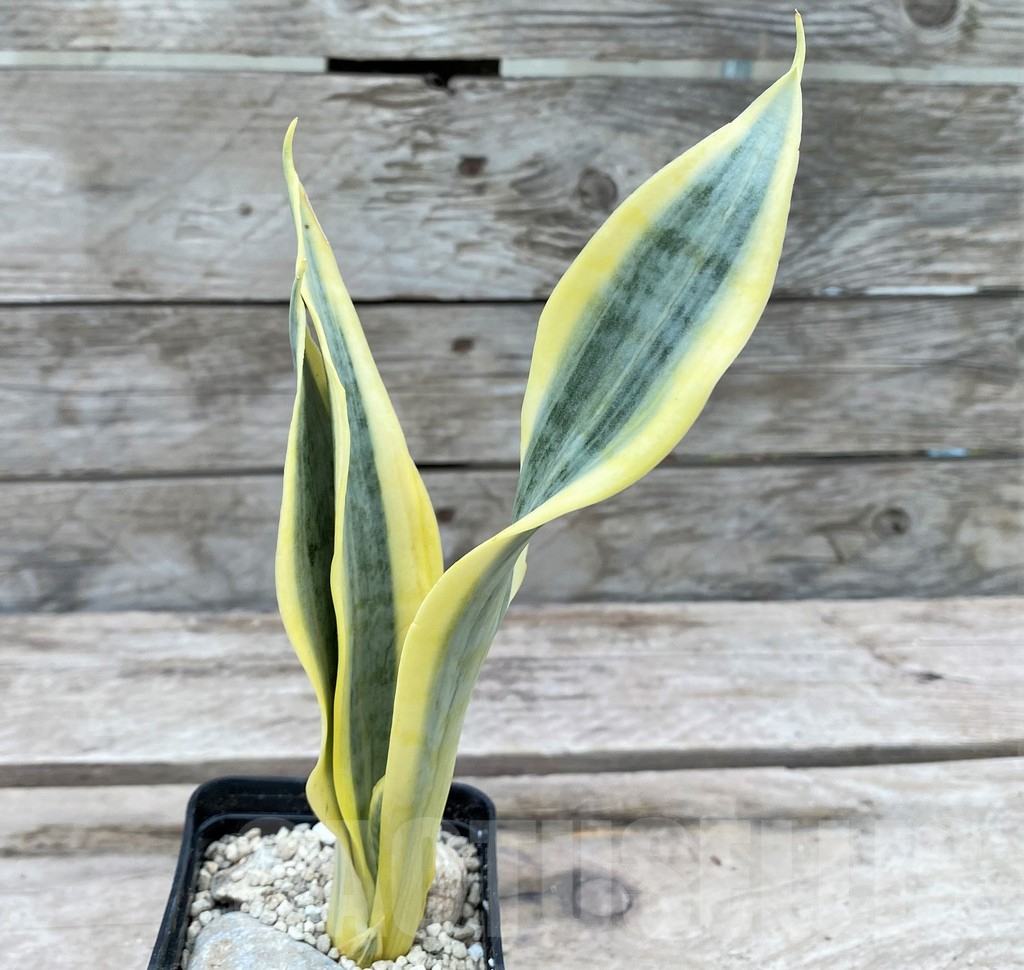 SHPR29085 Sansevieria 'Yellow Trip' - Image 2