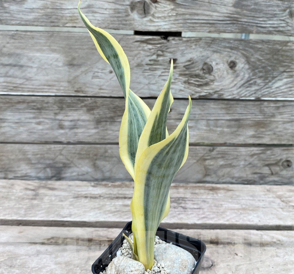 SHPR29085 Sansevieria 'Yellow Trip'