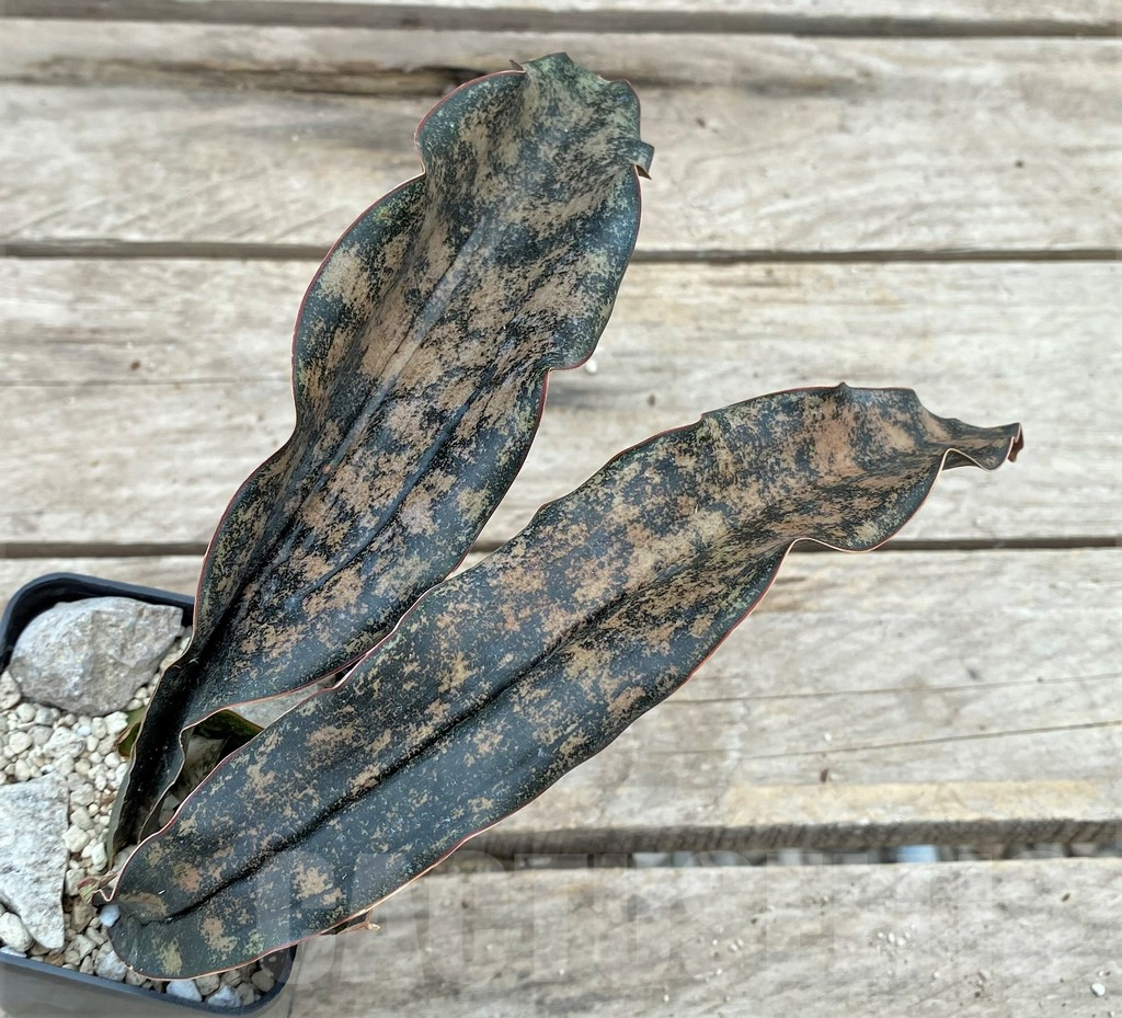 SHPR29087 Sansevieria ‘Kirkii Brown’ - Image 2