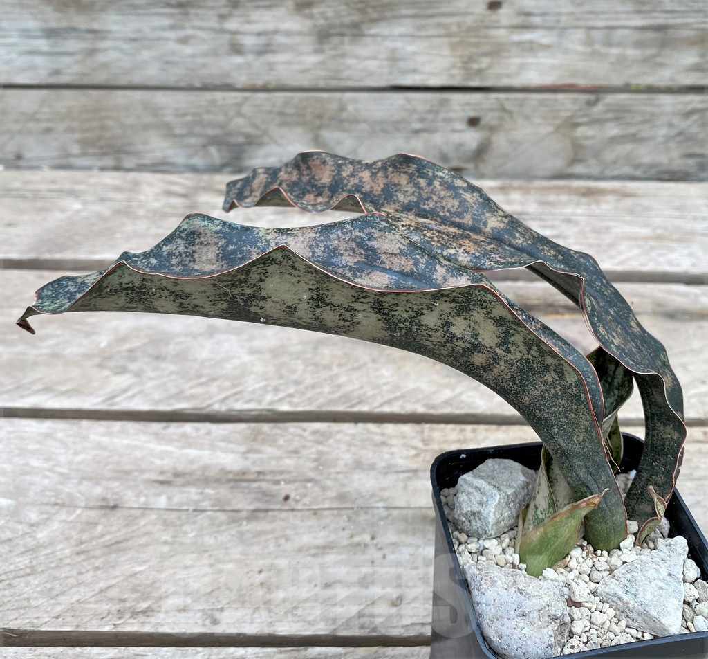 SHPR29087 Sansevieria ‘Kirkii Brown’ - Image 3