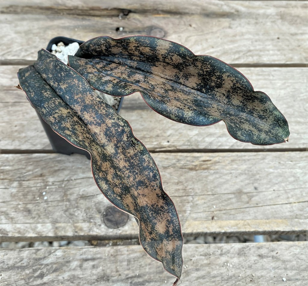 SHPR29087 Sansevieria ‘Kirkii Brown’