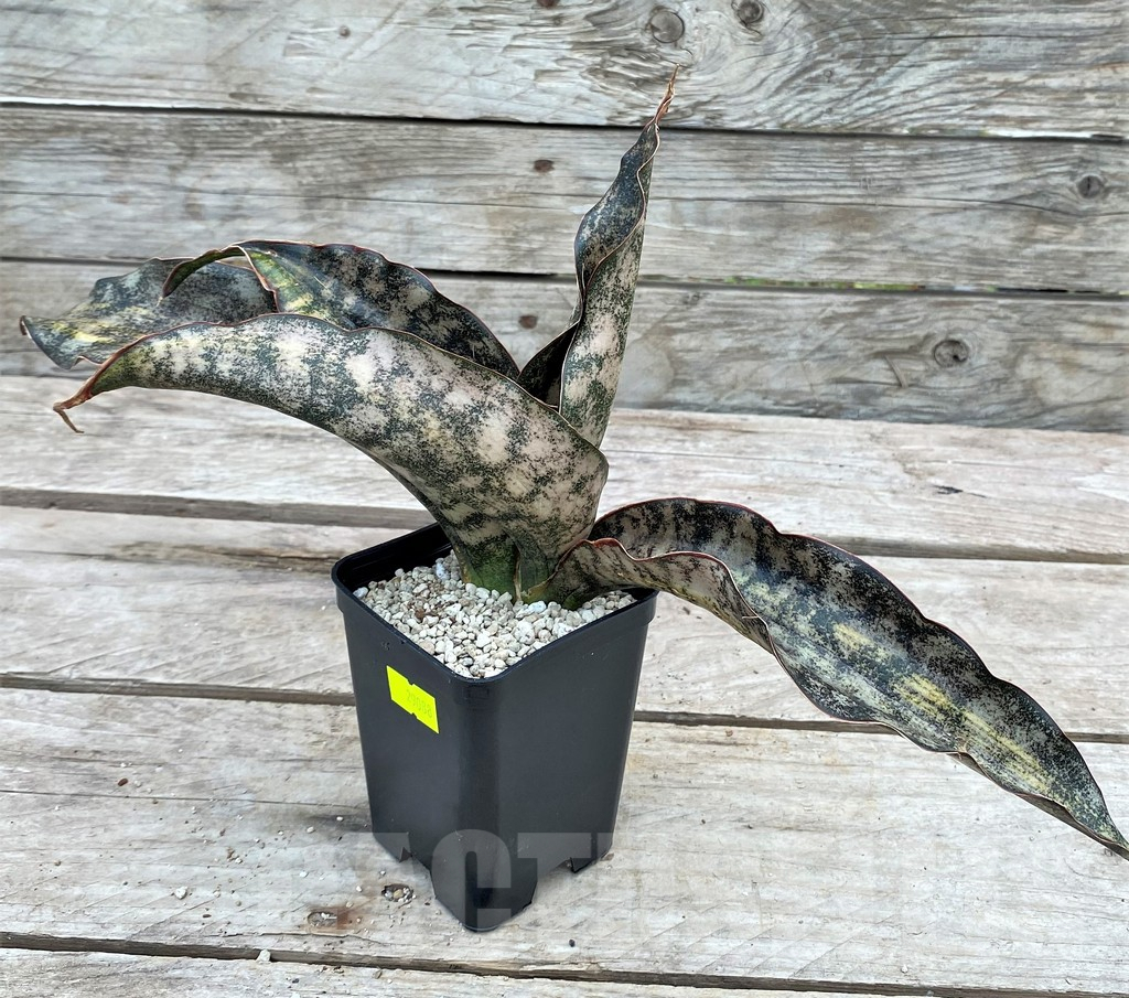 SHPR29088 Sansevieria ‘Kirkii Brown’ f. variegata - Image 2