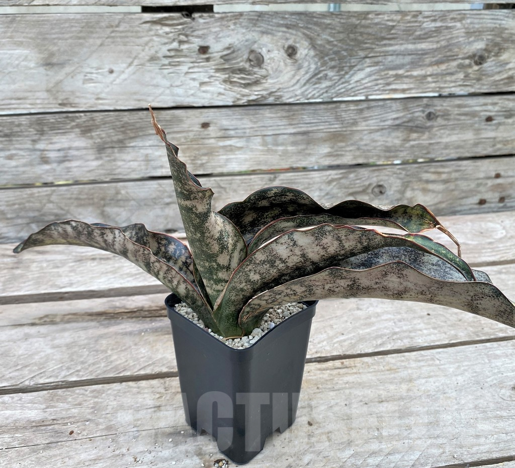 SHPR29088 Sansevieria ‘Kirkii Brown’ f. variegata - Image 3