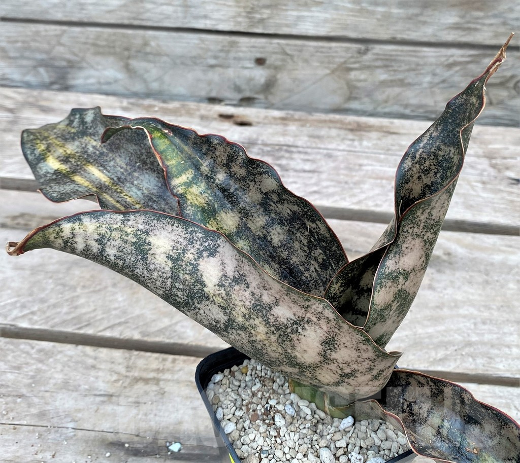 SHPR29088 Sansevieria ‘Kirkii Brown’ f. variegata