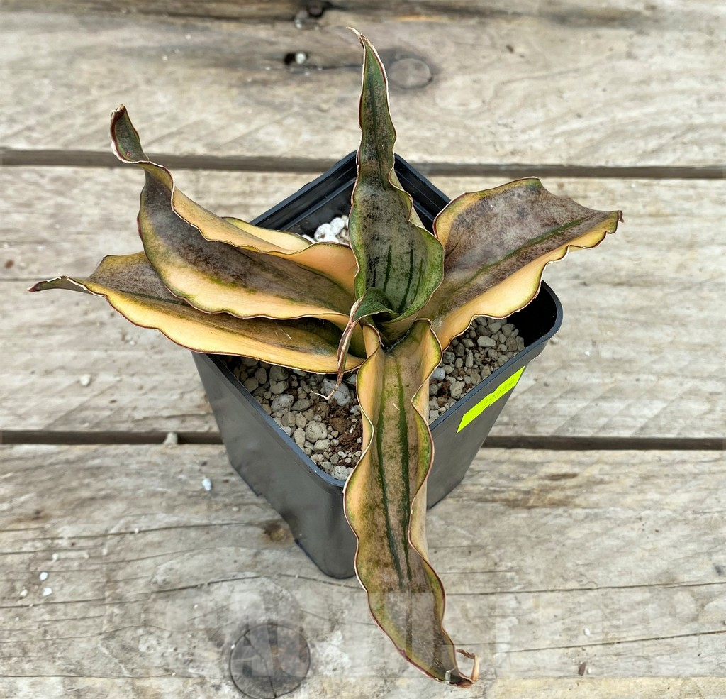SHPR29089 Sansevieria ‘Kirkii Brown’ f. variegata - Image 2
