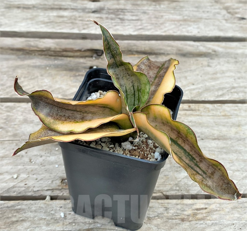 SHPR29089 Sansevieria ‘Kirkii Brown’ f. variegata