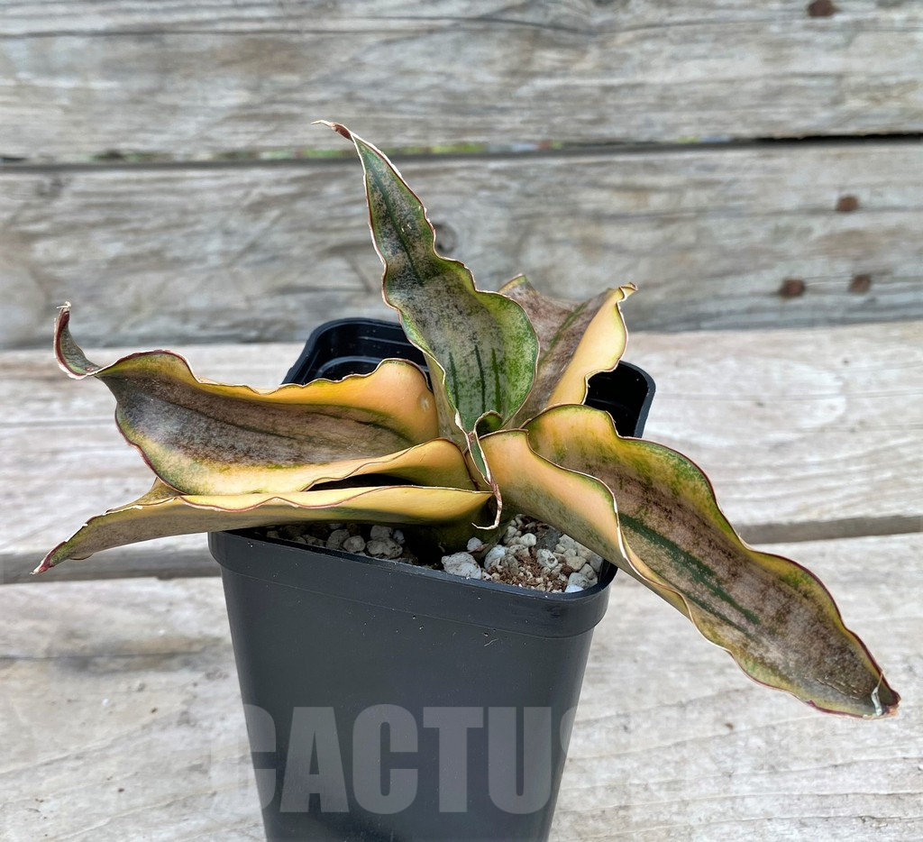 SHPR29089 Sansevieria ‘Kirkii Brown’ f. variegata - Image 3