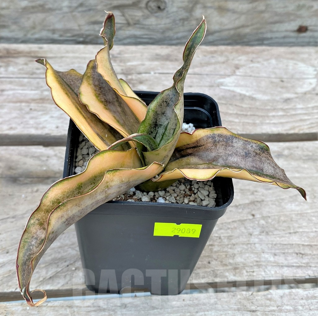 SHPR29089 Sansevieria ‘Kirkii Brown’ f. variegata - Image 4