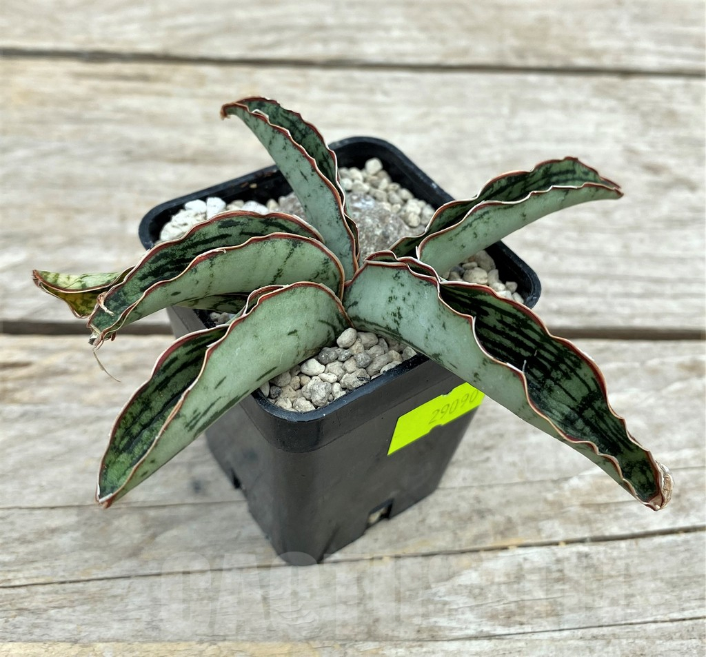 SHPR29090 Sansevieria ‘Cleopatra’