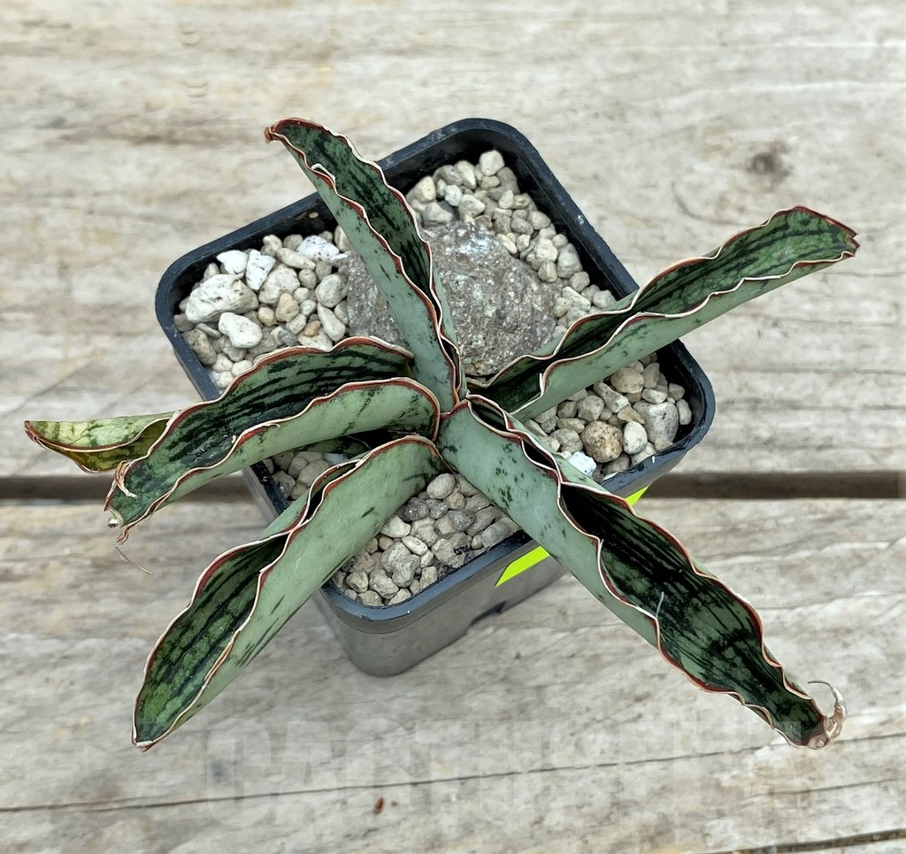 SHPR29090 Sansevieria ‘Cleopatra’ - immagine 2