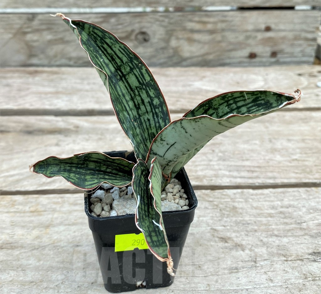 SHPR29091 Sansevieria ‘Cleopatra’