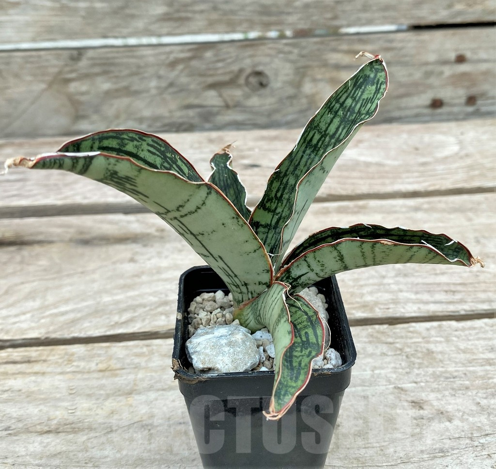SHPR29091 Sansevieria ‘Cleopatra’ - immagine 2