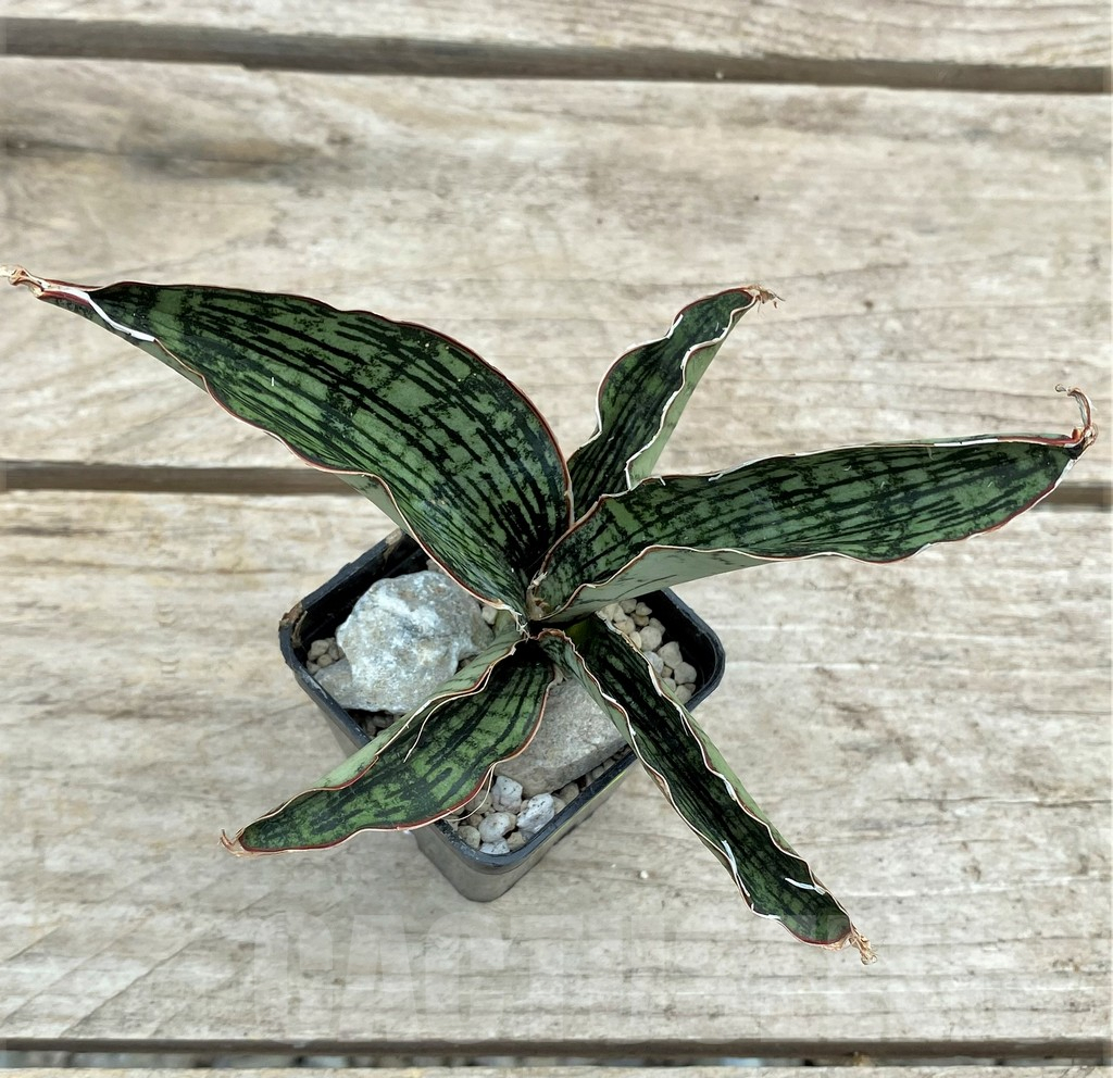 SHPR29091 Sansevieria ‘Cleopatra’ - immagine 3
