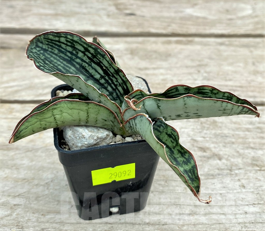 SHPR29092 Sansevieria ‘Cleopatra’
